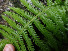 Oreopteris quelpartensis