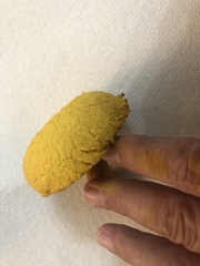 Aureoboletus auriflammeus