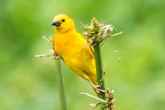 Ploceus castaneiceps