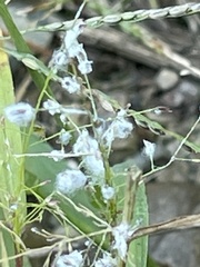Eragrostis spectabilis