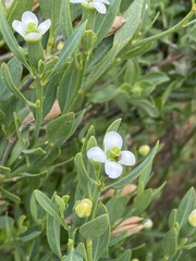 Montinia caryophyllacea