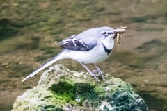 Motacilla clara