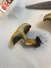 Aureoboletus auriflammeus