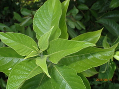 Heliotropium verdcourtii