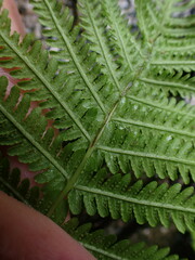 Oreopteris quelpartensis