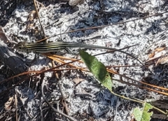 Aspidoscelis sexlineatus