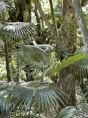 Livistona chinensis