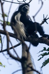 Colobus caudatus