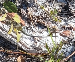 Aspidoscelis sexlineatus