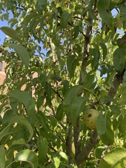 Pyrus communis