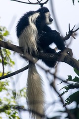 Colobus caudatus
