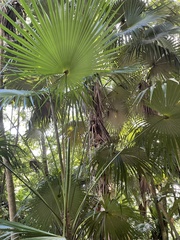 Livistona chinensis
