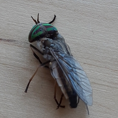 Tabanus nigrovittatus