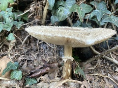 Chlorophyllum olivieri