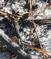 Aspidoscelis sexlineatus