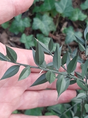 Ruscus aculeatus
