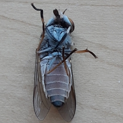 Tabanus nigrovittatus