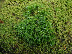 Polytrichastrum alpinum