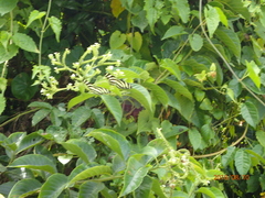 Heliotropium verdcourtii