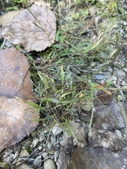 Eragrostis spectabilis