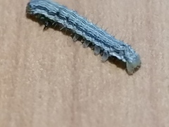 Helicoverpa armigera