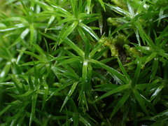 Polytrichastrum alpinum