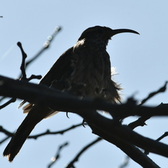 Upucerthia dumetaria
