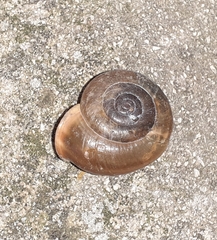 Campylaea illyrica