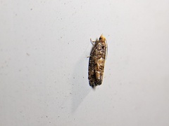 Eucopina tocullionana