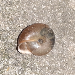 Campylaea illyrica