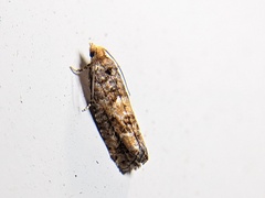 Eucopina tocullionana