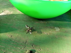 Tabanidae