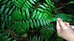 Diplazium taiwanense