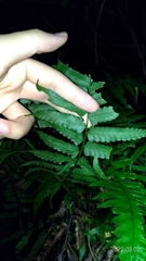 Diplazium taiwanense