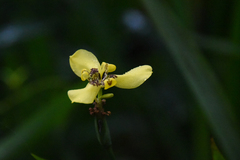 Trimezia steyermarkii