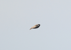Eremopterix verticalis