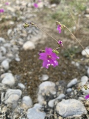 Mirabilis viscosa