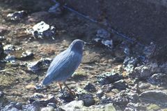 Butorides striata sundevalli