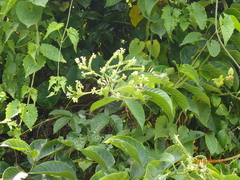 Heliotropium verdcourtii