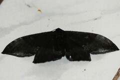 Cyclidia orciferaria