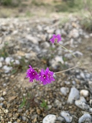 Mirabilis viscosa