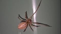 Cheiracanthium gracile