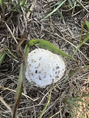 Mycenastrum corium