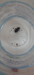 Blatta orientalis
