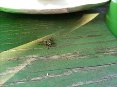Tabanidae