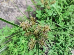 Cyperus