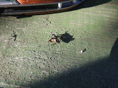Tabanidae