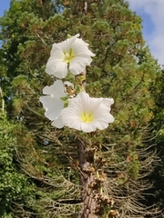 Alcea rosea