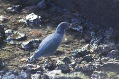 Butorides striata sundevalli