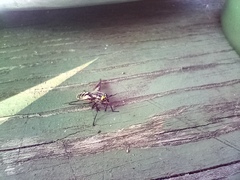 Tabanidae